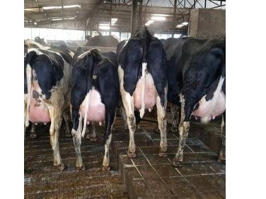 DAIRY FARMERS
