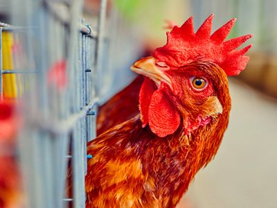 Poultry