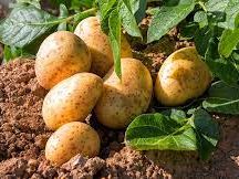 narok farmers